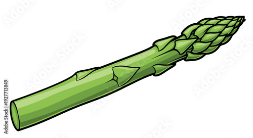 Fresh green asparagus vegetable single stem.