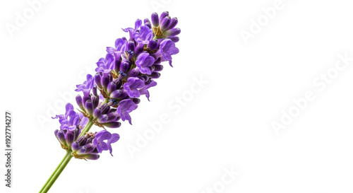 Isolated aromatic sprig of blooming lavender herb on white, decorative violet flower