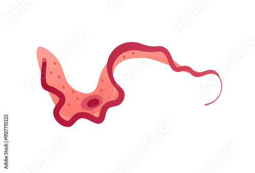 Trypanosoma parasite illustration isolated on a white background, a microscopic protozoan causing sleeping sickness and Chagas disease, a medical microbiology vector diagram for textbooks school learn