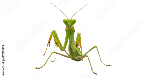 Isolated Green Mantis Staring Straight Ahead in the Wild, Insect with Praying Arms Pose