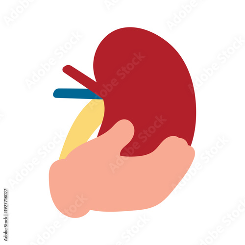 Human Kidney Organ Illustration