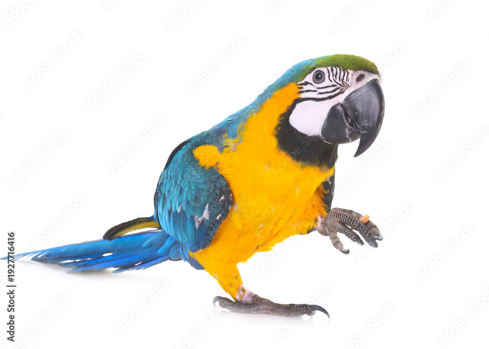Fototapeta premium Blue-and-yellow macaw in studio