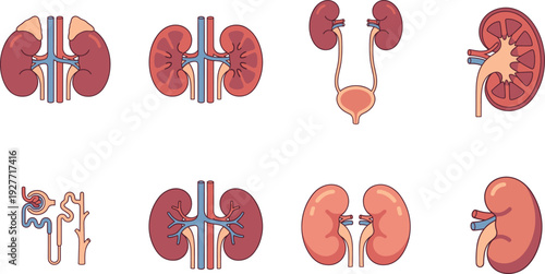 Human kidney anatomy vector set with urinary system organs nephron structure and medical illustration for healthcare education and biology design.