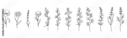 Floral line art collection: delicate botanical sketches of various flowers and stems