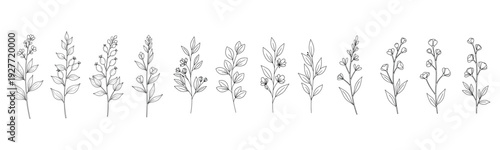 Minimalist hand-drawn botanical sketches of various herb stems and leaves