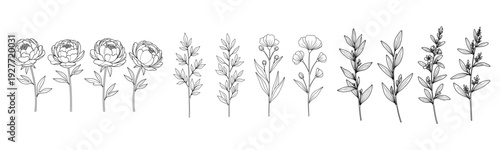 Intricate black and white botanical illustrations of various flowers and plants