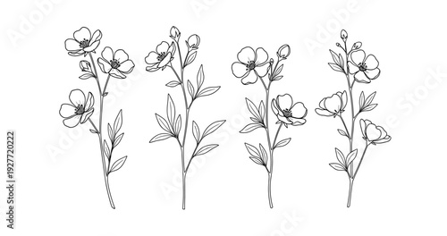 Black and white botanical line art of four flower stems with leaves