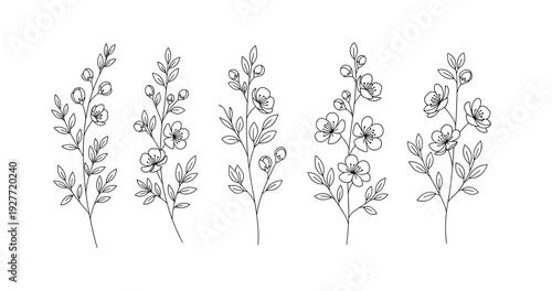 Line art floral stems with detailed leaves and blossoms in minimalist style