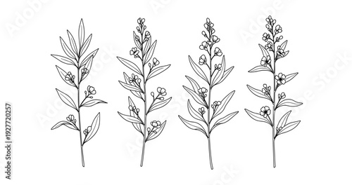 Elegant line art: botanical illustrations of flowers and leaves