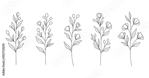 Simple botanical line art of floral stems with leaves and buds on white background