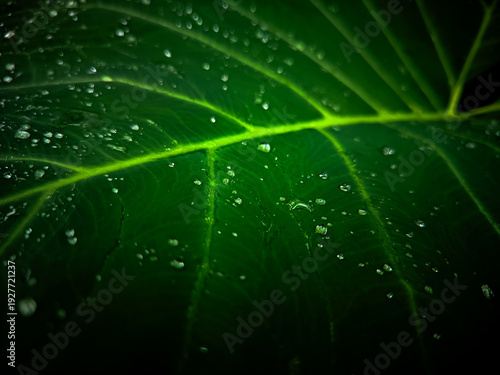 green leaf with drops of water macro photography