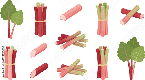 Rhubarb stalks and leaves set with fresh cut pieces organic garden vegetable collection for healthy food cooking ingredient and farm market design.