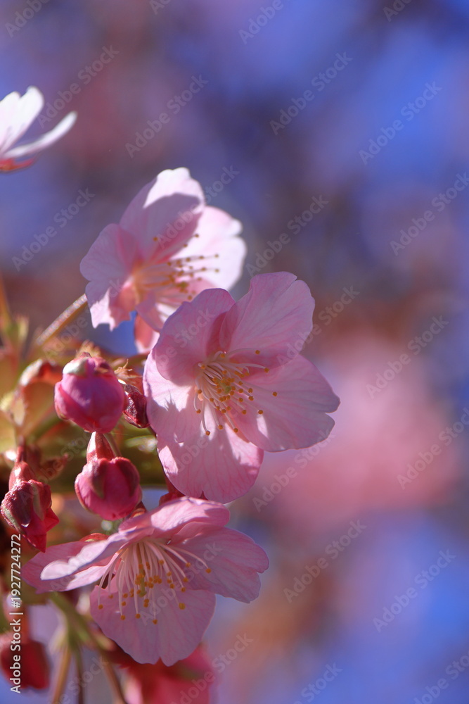 Fototapeta premium 鮮やかなピンク色に咲く