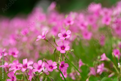 Close up of delicate pink wood sorrel flowers blooming in garden