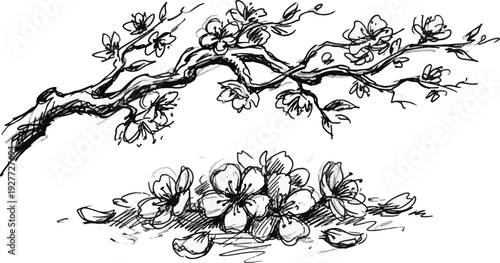 Hand Drawn Black and White Cherry Blossom Branch and Flowers Vector Illustration