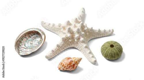 Εκτύπωση καμβά assortment of beach treasures including a white starfish, a pearlescent abalone shell, a vibrant green sea urchin, and a spiraled seashell, isolated on a transparent background