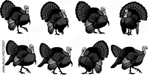 Turkey bird silhouette collection, wild turkey vector set, thanksgiving poultry illustration, farm animal silhouette, detailed turkey bundle pack