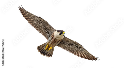 Isolated peregrine falcon in flight. Brown and white bird of prey against plain background.