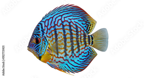 Isolated Discus fish with blue and red patterns, a tropical freshwater fish in aquarium