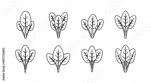 Spinach Leaves Icon Set Fresh Greens Healthy Food Vector Graphics