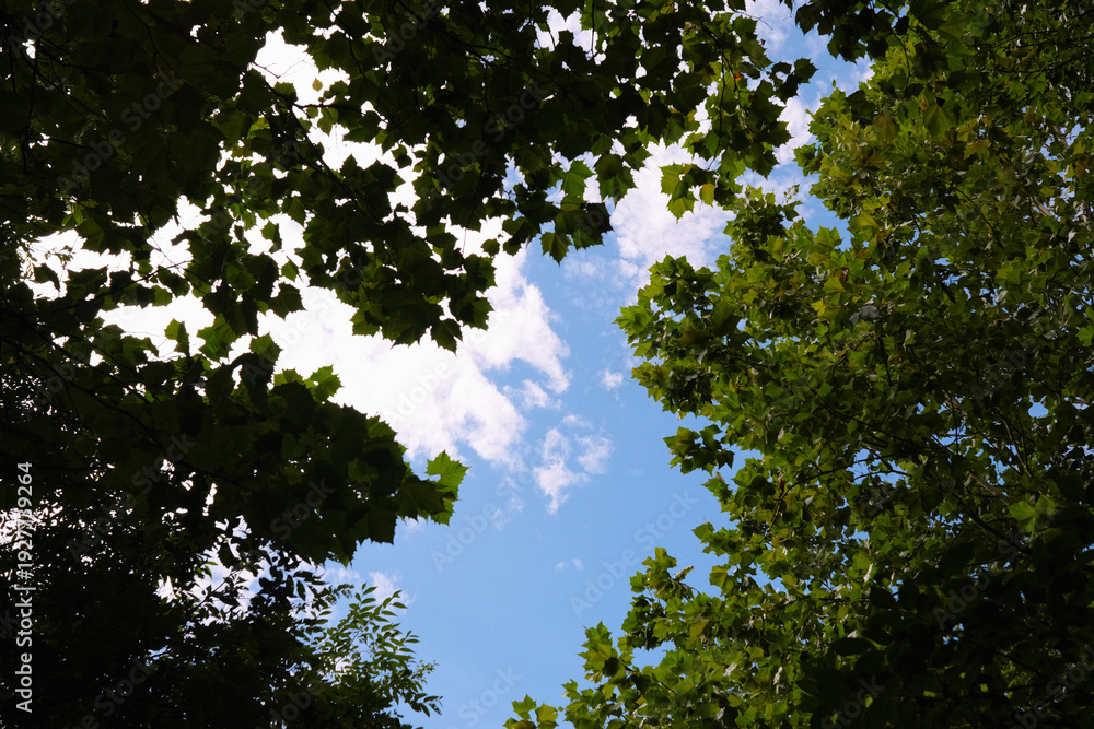 Obraz premium 나뭇잎 사이로 보이는 푸른 하늘