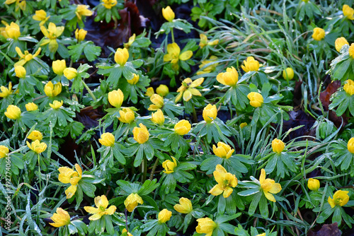 Winter aconite, early spring flower in the German garden