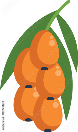 Sea buckthorn berries on a branch, illustrating healthy fruit and vitamins
