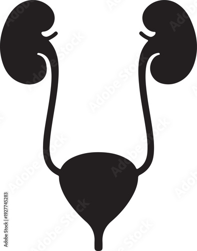 Urinary system vector icon isolated on white background
