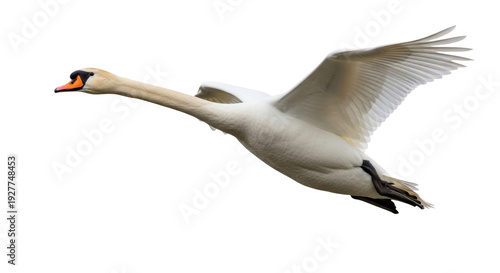 Photos Isolated Swan, graceful bird in flight, spreading its majestic wings against the