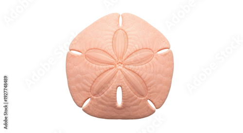 Quadro su tela Isolated Sand dollar on a neutral background, sea biscuit, or cake urchin, marin