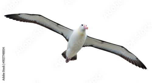 Tableau sur toile Isolated Wandering Albatross soaring, wings spread, seabird of southern oceans i