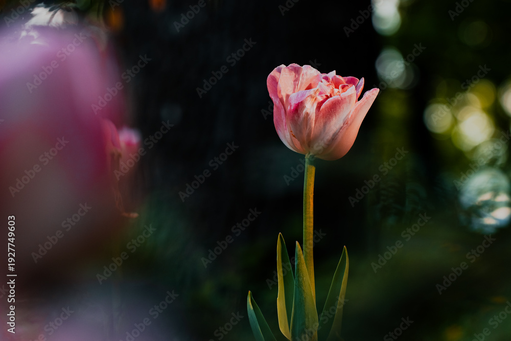 Obraz premium Delicate pink tulip bloom with soft bokeh background in golden hour light