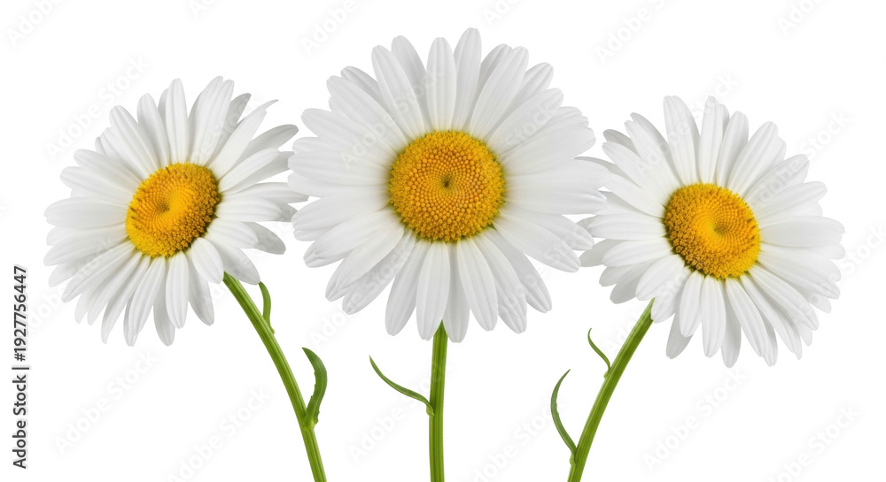 Fototapeta premium Isolated Three Daisy Flowers, Beautiful Floral Arrangement, Cutout, White Petals, Bright Spring