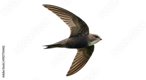 Canvas Print Isolated Swift bird in flight, wings up, flying upwards, birding, watching, wild