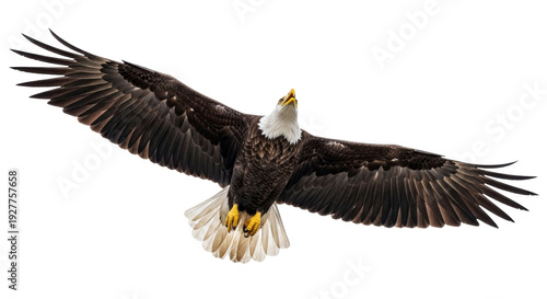 Tableau sur toile Isolated bald eagle with spread wings looking up soaring majestically against th