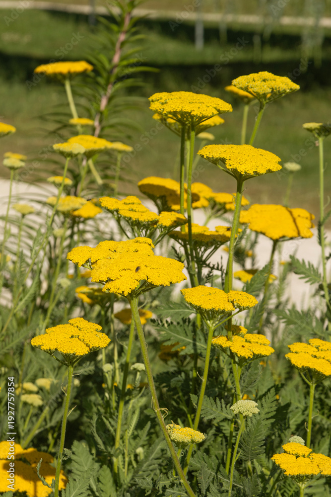 Obraz premium Fleurs d'Achillée jaune 