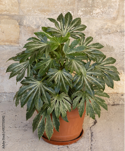 Tableau sur toile Fatsia japonica spider's web en pot