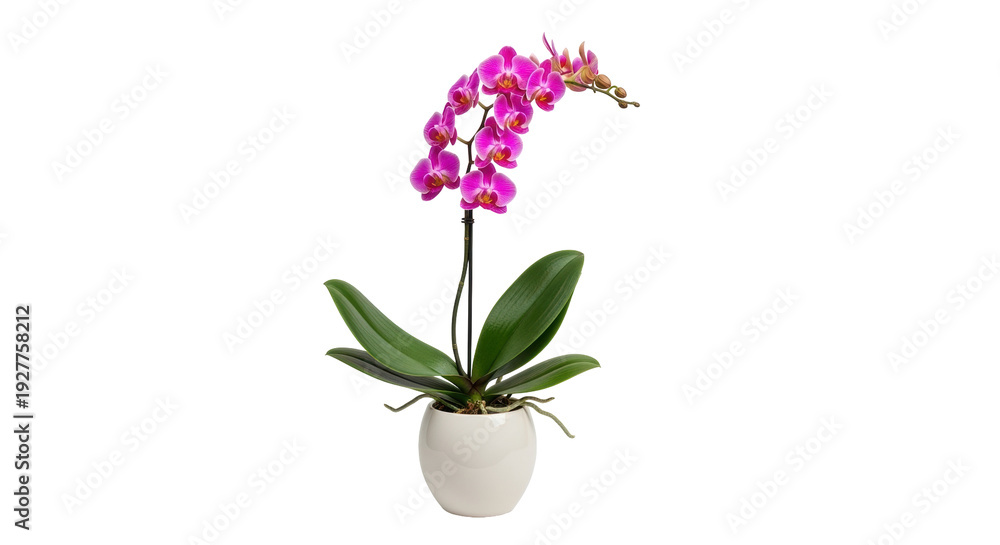 Obraz premium Isolated moth orchid plant in ceramic pot, with pink and purple blossoms and green leaves