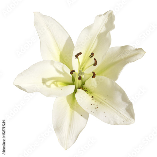 Lys blanc de fleuriste	
