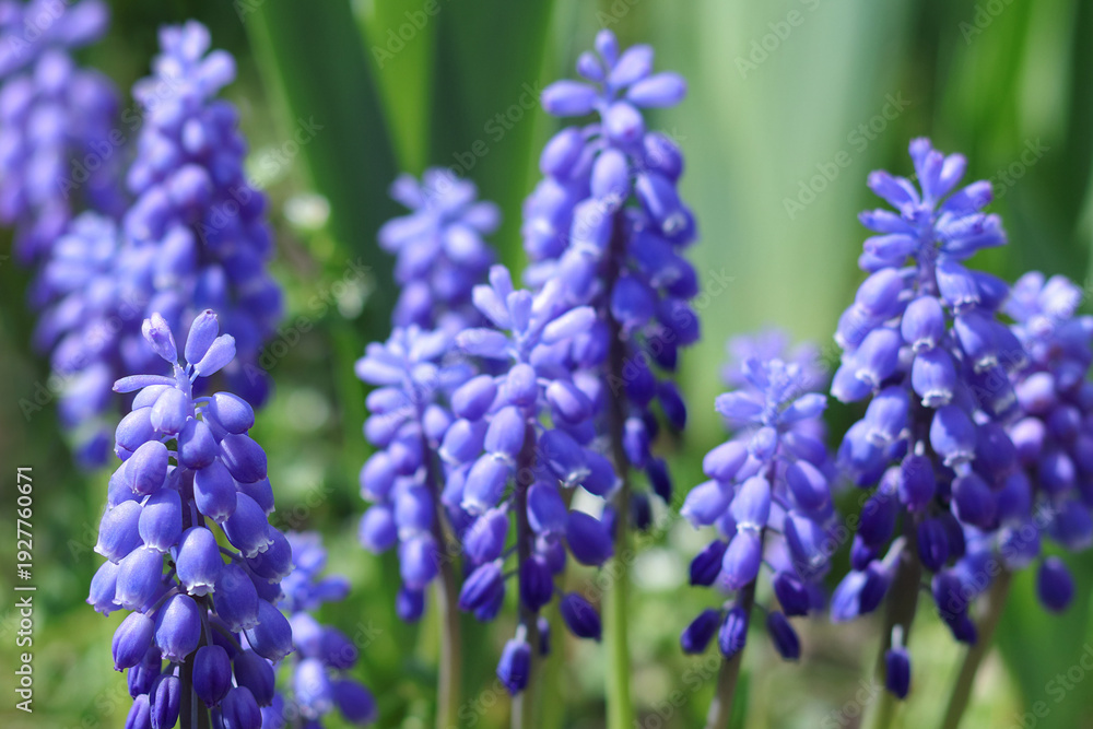 Fototapeta premium Macro shot of vibrant blue muscari flowers blooming in spring. Close-up of grape hyacinth blossoms on a soft green blurred background. Natural light botanical photography