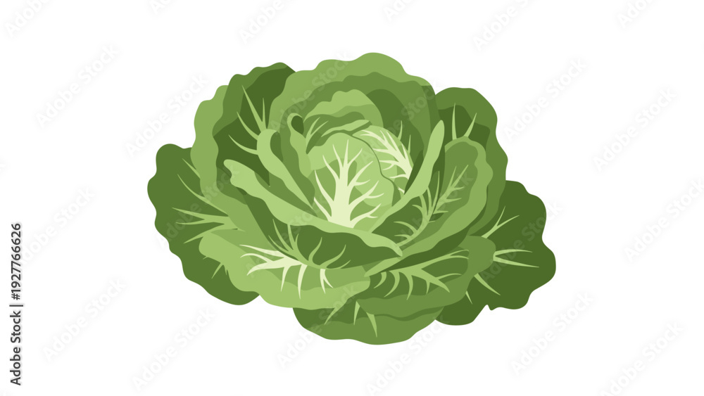 Fototapeta premium fresh green cabbage hand drawn vegetable illustration with leaves