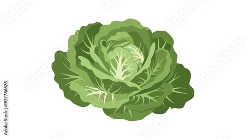 fresh green cabbage hand drawn vegetable illustration with leaves