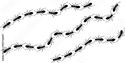 Black ant silhouettes form winding trails in a simple graphic illustration.