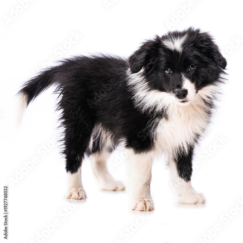 Border Collie Welpe steht isoliert auf weißem Grund und sieht zur Kamera