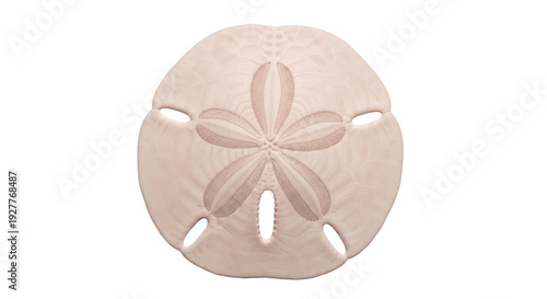 Isolated sand dollar with five evenly spaced holes and radiating star pattern design