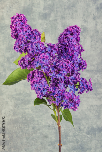Konstfotografi Syringa vulgaris, the lilac or common lilac, is a species of flowering plant in the olive family, Oleaceae