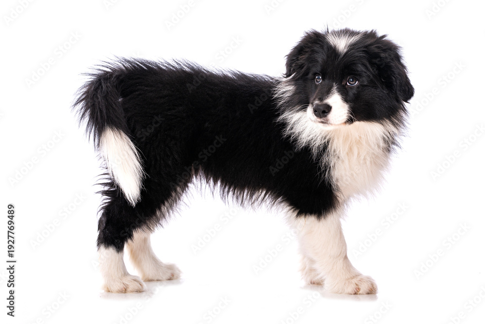 Fototapeta premium Border Collie Welpe steht isoliert auf weißem Grund und sieht nach hinten