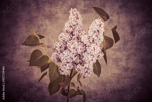 Vászonkép Syringa vulgaris, the lilac or common lilac, is a species of flowering plant in the olive family, Oleaceae