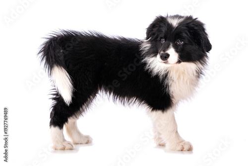 Border Collie Welpe steht isoliert auf weißem Grund und sieht nach hinten