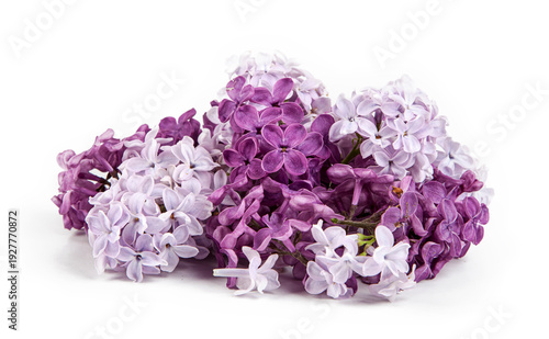 Foto Syringa vulgaris, the lilac or common lilac, is a species of flowering plant in the olive family, Oleaceae